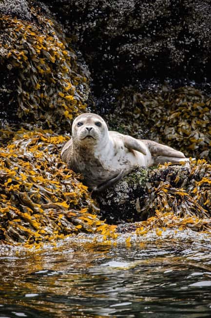 Vancouver: Snorkel, Kayak, and Seal Adventure Boat Tour - Who should book this seal and snorkel adventure near Vancouver