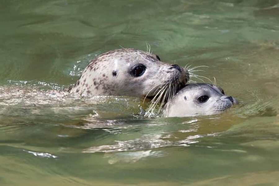 Vancouver: Snorkel, Kayak, and Seal Adventure Boat Tour - Getting to Sea Dragon in Horseshoe Bay, and what early arrival really buys you