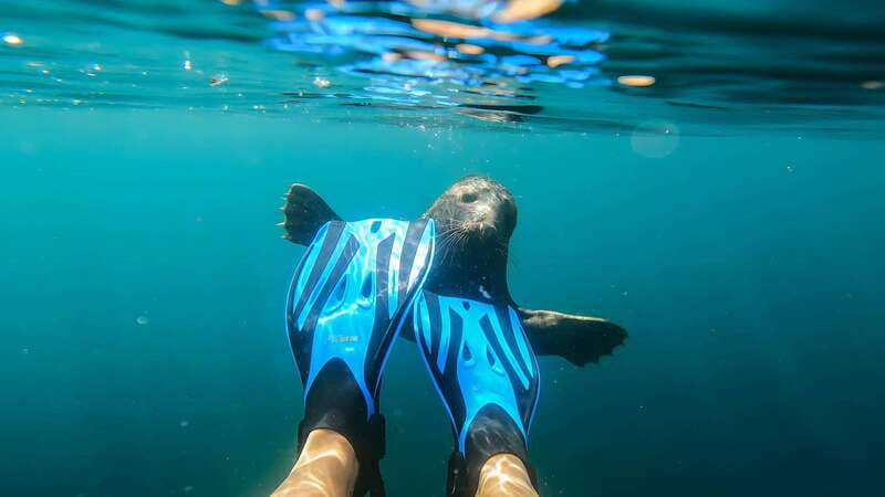 Vancouver: Snorkeling Seals Kayaking Scenic Boat Tour - Quick tips to make your 3 hours feel easy