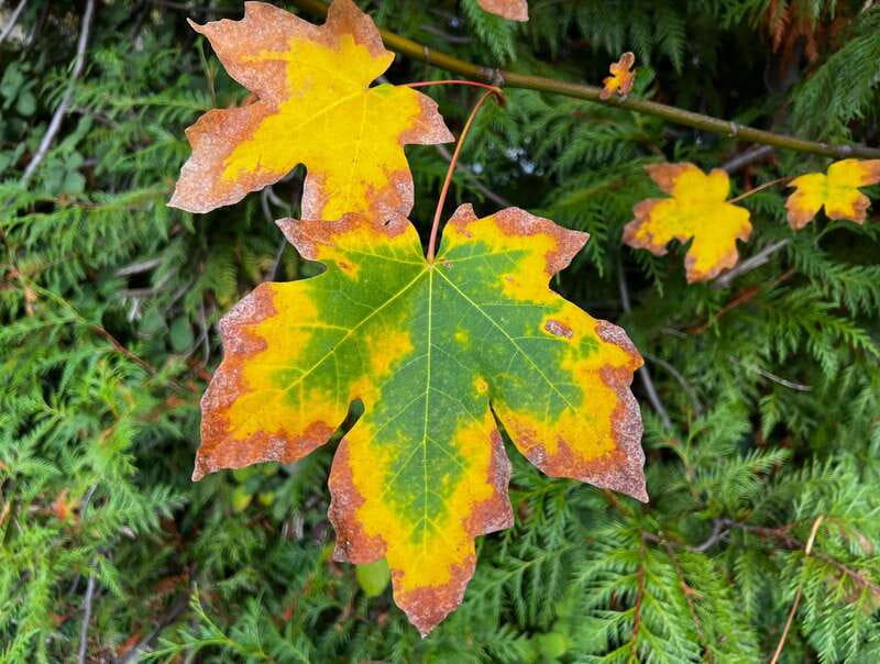 Vancouver: Stanley Park Talking Trees Tour - Duration, distance, and who it suits best