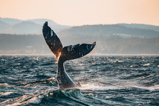 Vancouver Sunset Whale Watching Adventure with Free Photos - Key points that make this whale trip tick