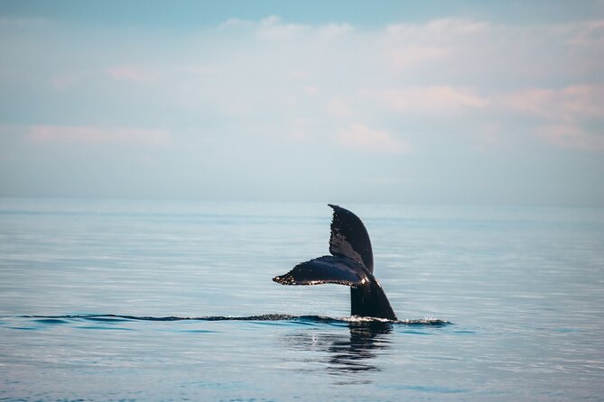 Vancouver Sunset Whale Watching Adventure with Free Photos - The Salish Sea Catamaran experience, comfort-first