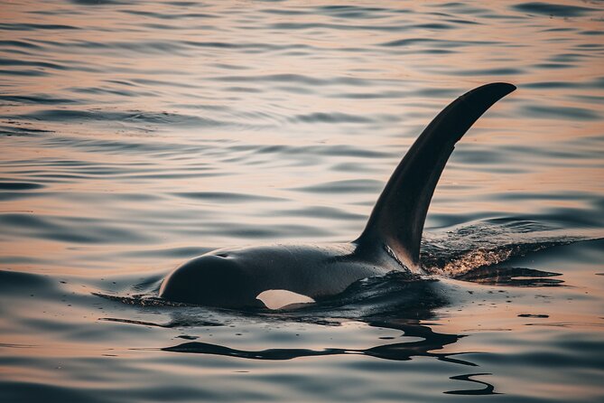Vancouver Sunset Whale Watching Adventure with Free Photos - The best parts: naturalists, spotter energy, and real explanations