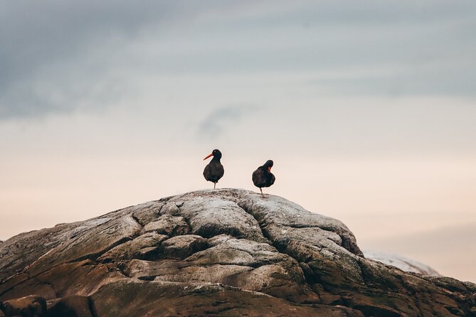 Vancouver Sunset Whale Watching Adventure with Free Photos - How long should you plan for, and what that changes for you