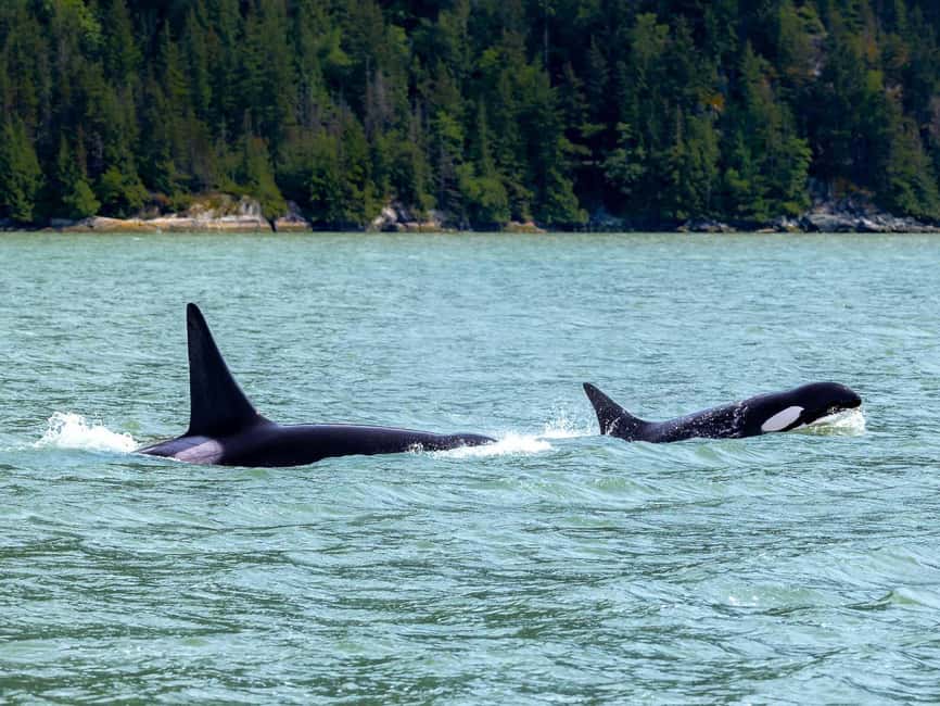 Vancouver UNESCO Biosphere Reserve Wildlife Scenic Boat Tour - Onboard food and drinks: small comfort, real value