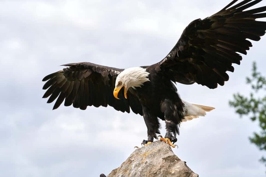 Vancouver UNESCO Biosphere Reserve Wildlife Scenic Boat Tour - Price and value: $87 for 2 hours with a small group and real inclusions