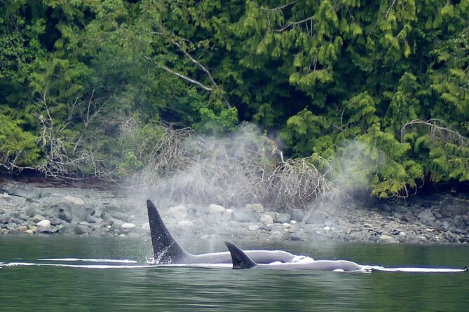 Vancouver UNESCO Biosphere Reserve Wildlife Scenic Boat Tour - Price and Value: Is $89.62 Worth It?