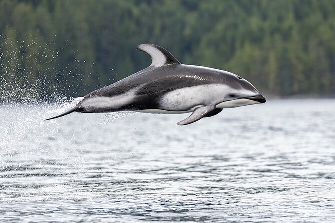 Vancouver UNESCO Biosphere Reserve Wildlife Scenic Boat Tour - Logistics That Matter: Where to Meet and How to Get There