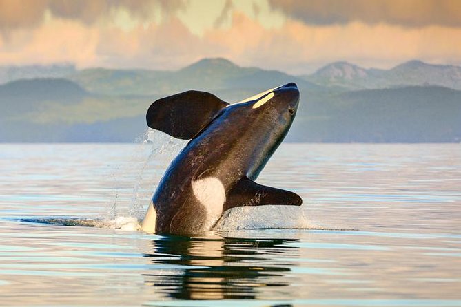 Vancouver-Victoria Day Trip by Seaplane + Whale Watching by Boat - Georgia Strait in 35 minutes: why this trip beats the long way