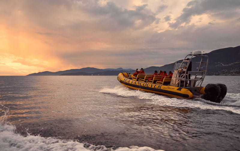 Vancouver: Waterfront Sightseeing Tour - City and Harbour - Wildlife Spotting: How to Think About Bald Eagles, Seals, Dolphins
