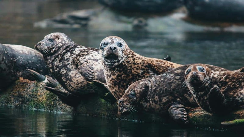 Vancouver: Waterfront Sightseeing Tour - City and Nature - The free photo package: how to make it count