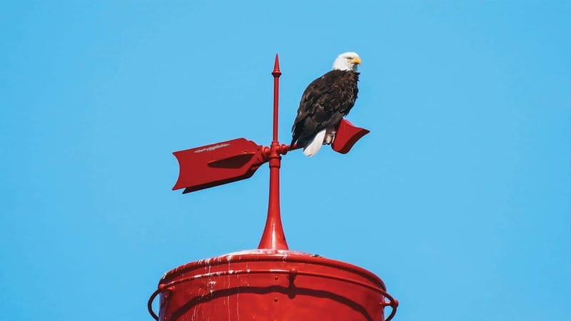 Vancouver: Waterfront Sightseeing Tour - City and Nature - Why a 90-minute RIB cruise beats shore sightseeing