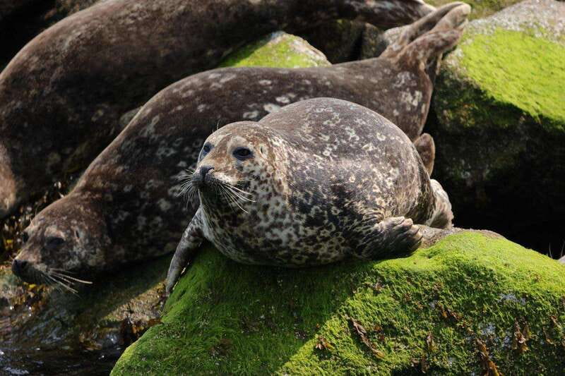 Vancouver: Waterfront Sightseeing Tour - City and Waterfall - Indian Arm and salmon, seals, and classic fjord views