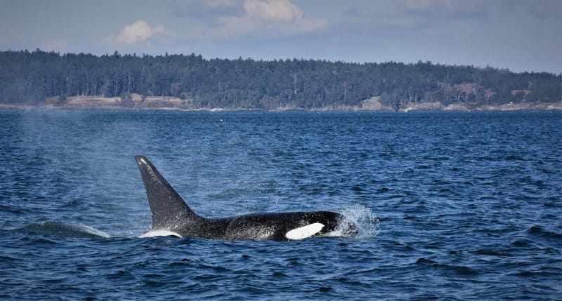 Vancouver Whale Watching Safari - Key things that make this whale safari worth your time