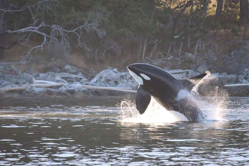 Vancouver Whale Watching Safari - What to bring, and what to leave behind