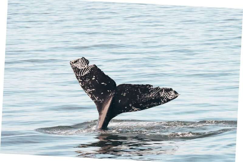 Vancouver Whale Watching Safari - Killer whales and a practical half-day in Vancouver