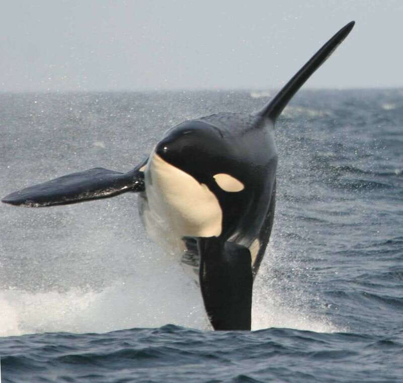 Vancouver Whale Watching Safari - Covered boat speed and onboard comfort that actually helps