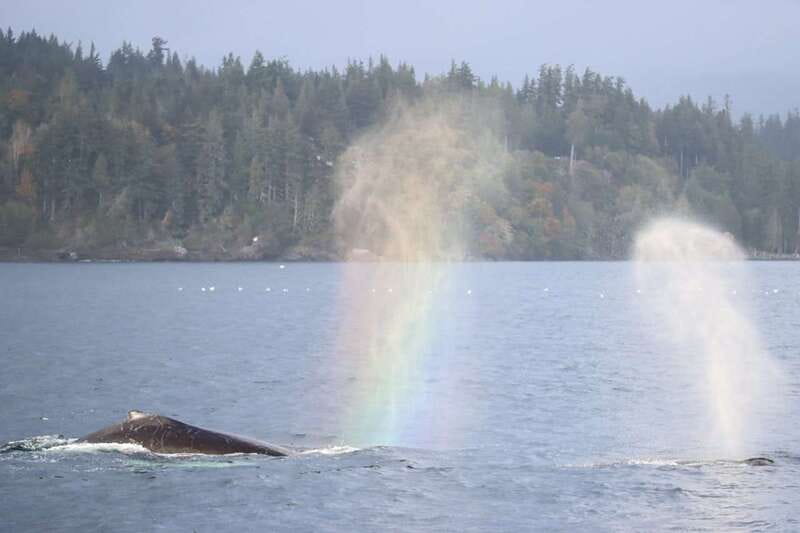 Vancouver Whale Watching Safari - What you might see: killer whales and the rest of the food-chain cast