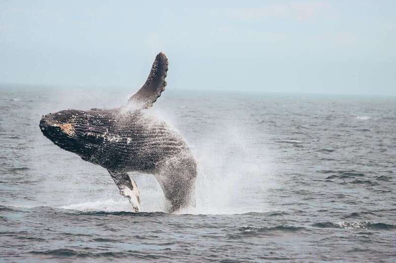 Vancouver Whale Watching Safari - Naturalists and English commentary you can follow in real time