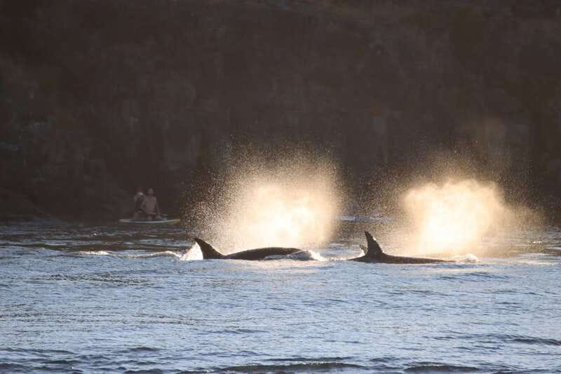 Vancouver Whale Watching Safari - The Canadian Pacific coast islands: why the setting is part of the show