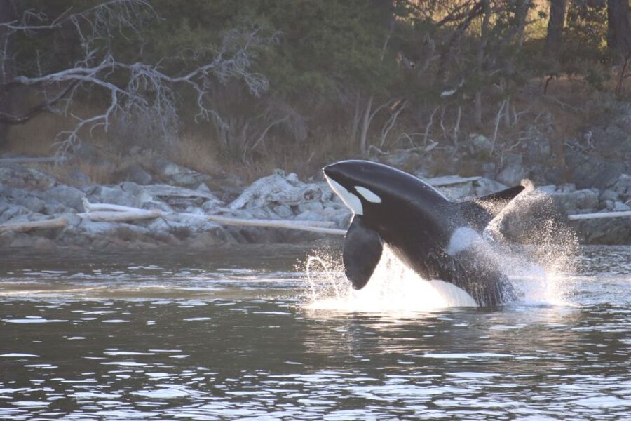 Vancouver Whale Watching Safari - Granville Island stop: how to spend your time after the sea