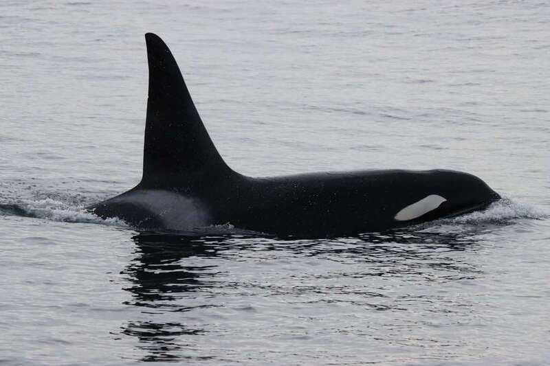 Vancouver Whale Watching Safari - Price and value: is $316 a fair deal?
