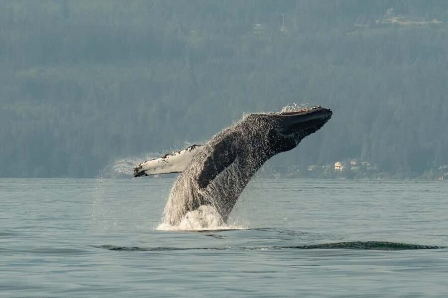 Vancouver: Zodiac Whale Watching Tour from Granville Island - Granville Island check-in: get set before the zodiac ride