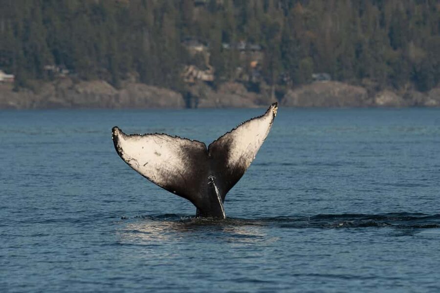 Vancouver: Zodiac Whale Watching Tour from Granville Island - Salish Sea on the water: where orcas and friends may show up
