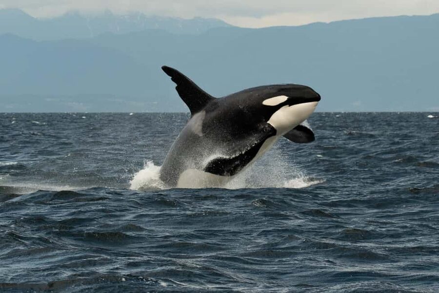 Vancouver: Zodiac Whale Watching Tour from Granville Island - What happens on the day: a simple step-by-step timeline