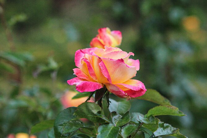 VanDusen Botanical Garden Admission Ticket - The Elizabethan Hedge Maze: Fun, Photos, and a Real Sense of Challenge
