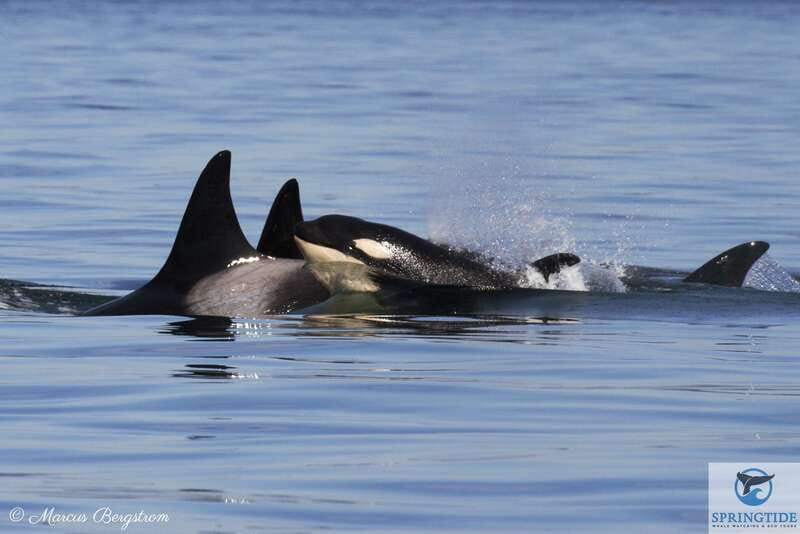 Victoria: 3-Hour Whale Watching Tour - Key things I’d prioritize before you go