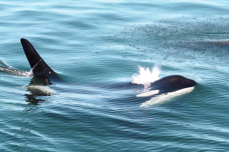 Victoria: 3-Hour Whale Watching Tour - What the 3-hour tour rhythm looks like on the water