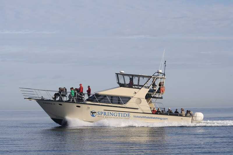 Victoria: 3-Hour Whale Watching Tour - The wildlife lesson: how guides help you spot orcas and humpbacks