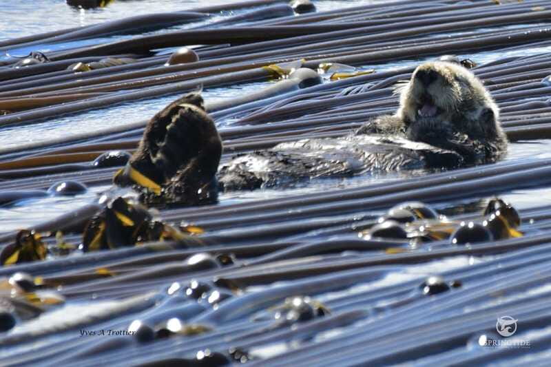 Victoria: 3-Hour Whale Watching Tour - Comfort and gear: hot drinks, jackets, and staying warm
