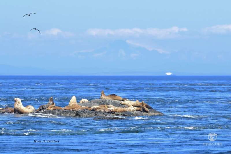 Victoria: 3-Hour Whale Watching Tour - A few practical tips so you get the most from your deck time
