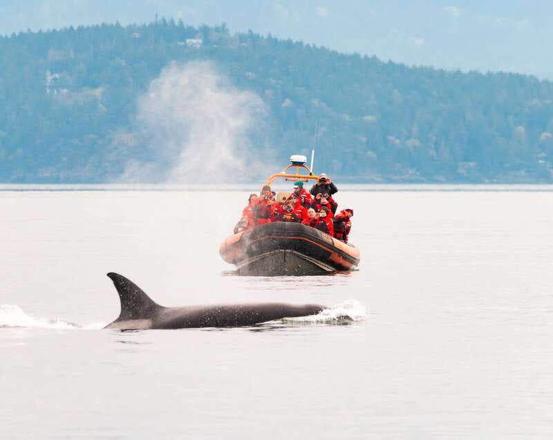 Victoria: 3-Hour Zodiac Whale-Watching Tour - Orca Spirit Starts at 950 Wharf St, Then You’re Out on the Water
