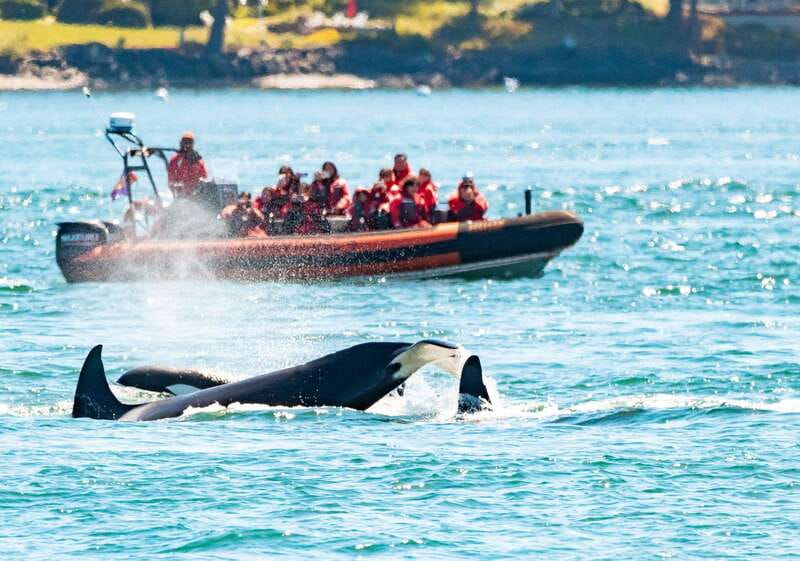 Victoria: 3-Hour Zodiac Whale-Watching Tour - The Zodiac Ride: Why Open-Air Feels So Different