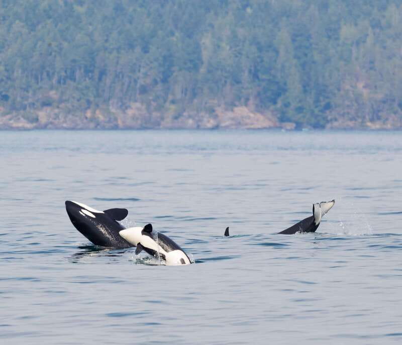 Victoria: 3-Hour Zodiac Whale-Watching Tour - Your 3 Hours on the Salish Sea: What Happens During the Tour