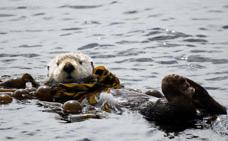 Victoria: 3-Hour Zodiac Whale-Watching Tour - Price and Value: What You’re Paying For