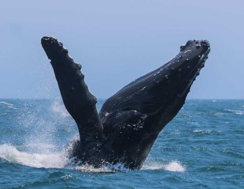 Victoria: 3-Hour Zodiac Whale-Watching Tour - Tips to Make Your Day Easier