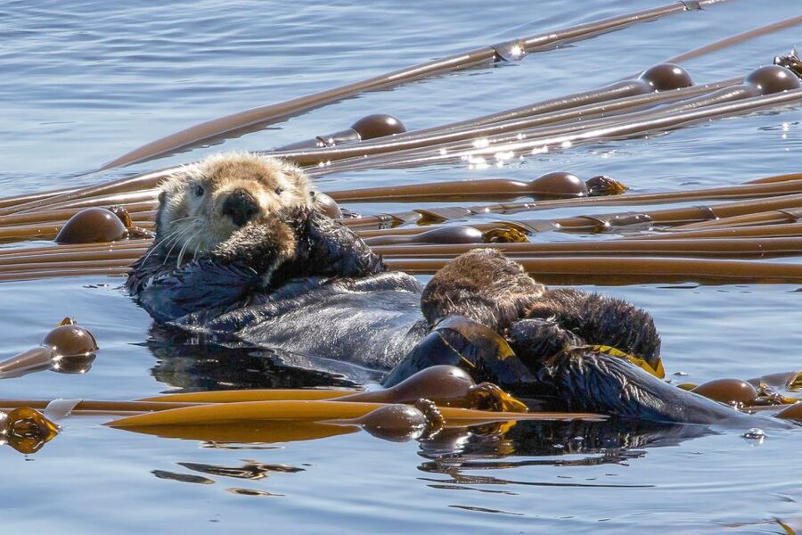 Victoria: 3-Hour Zodiac Whale-Watching Tour - Should You Book This Victoria Zodiac Whale-Watching Tour?