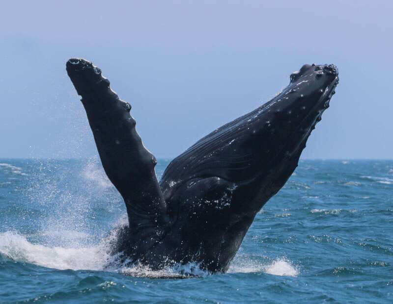 Victoria: 3-Hour Zodiac Whale-Watching Tour - Whale Calls Under Your Feet: Hydrophones That Actually Add Value