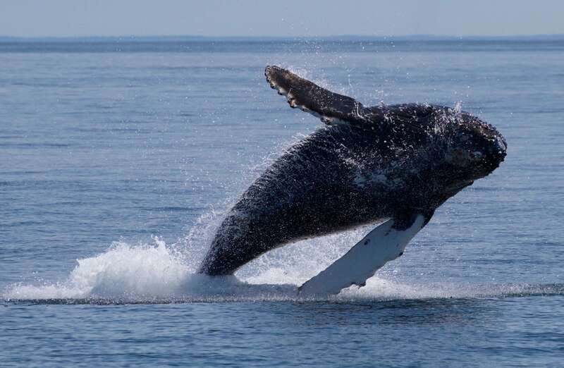 Victoria, BC: 3-Hour Ultimate Whale & Marine Wildlife Tour - Key things I’d plan around before you go