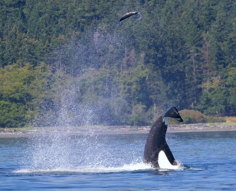 Victoria, BC: 3-Hour Ultimate Whale & Marine Wildlife Tour - The experience reality check: what happens if the orcas are far