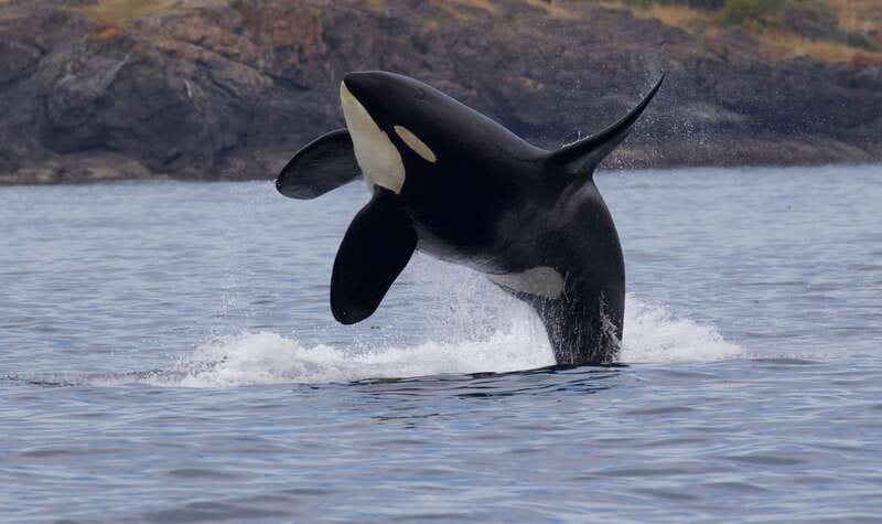 Victoria, BC: 3-Hour Ultimate Whale & Marine Wildlife Tour - Salish Sea whale watching, what makes this 3-hour window feel complete