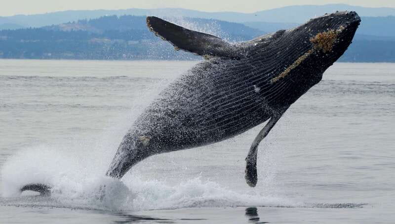 Victoria, BC: 3-Hour Ultimate Whale & Marine Wildlife Tour - The wildlife focus: orcas, humpbacks, seals, sea lions, and 127+ bird species