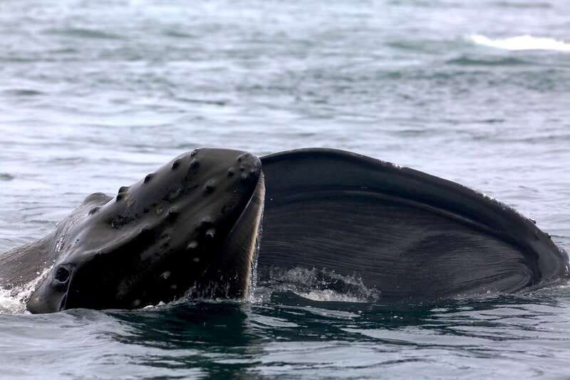 Victoria, BC: 3-Hour Ultimate Whale & Marine Wildlife Tour - How the 3 hours play out from dock to dock