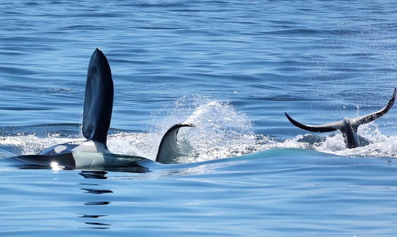 Victoria, BC: 3-Hour Ultimate Whale & Marine Wildlife Tour - Price check: is $125 good value for Victoria whale watching?
