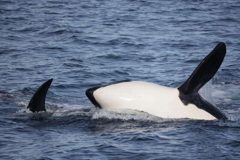 Victoria, BC: 3-Hour Ultimate Whale & Marine Wildlife Tour - When this tour is a great fit, and when to skip it