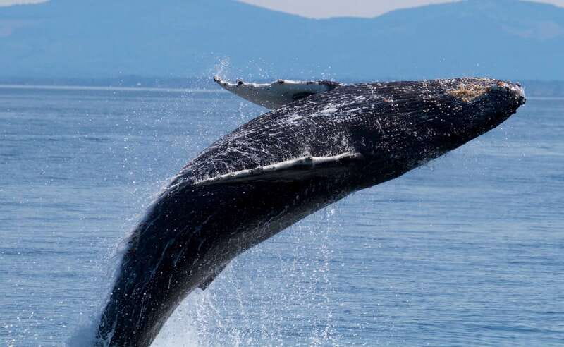 Victoria BC: 3-Hour Whale Watching Expedition - Key Points